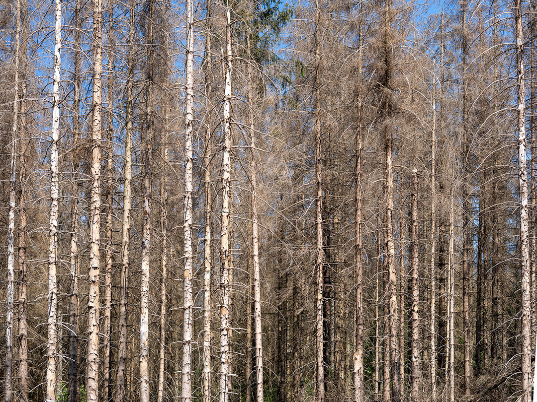 Foto: picture alliance