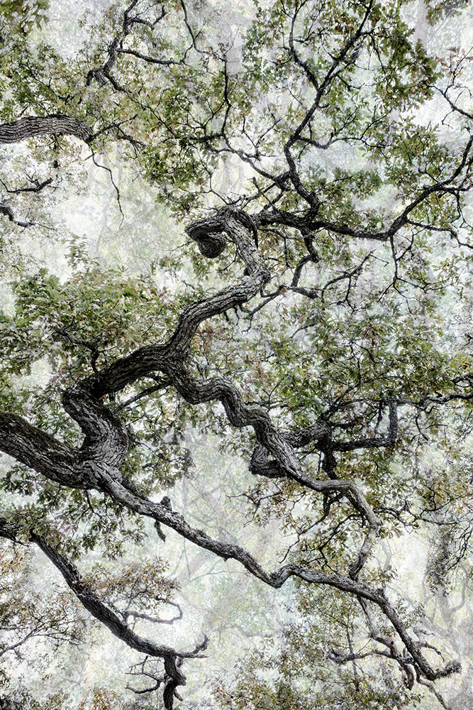 Santeri Tuori:«Forest #35», 2017